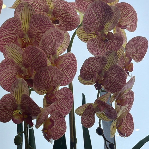 Meet your Posher, Tamara - Picture 10 of 16